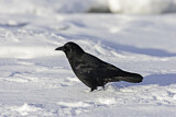 Image. Northwestern Crow