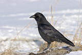Image. Northwestern Crow