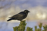 Image. Northwestern Crow