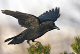 Image. Northwestern Crow