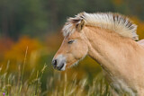 Image. Norwegian Fjord Horse