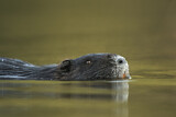 Image. Nutria