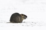 Image. Nutria