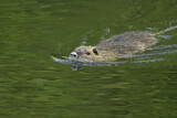 Image. Nutria