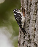 Image. Nuttallspecht