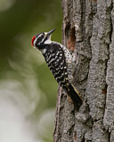 Image. Nuttallspecht