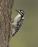 Image. Nuttallspecht