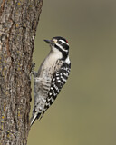 Image. Nuttallspecht