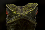 Image. O'Shaughnessy's Dwarf Iguana
