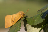 Image. Oak Eggar