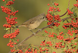 Image. Oak Titmouse