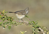 Image. Oak Titmouse