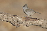 Image. Oak Titmouse