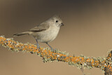 Image. Oak Titmouse