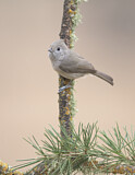 Image. Oak Titmouse