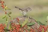 Image. Oak Titmouse