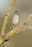 Image. Oak Titmouse