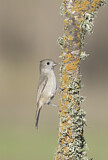 Image. Oak Titmouse