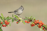 Image. Oak Titmouse