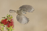 Image. Oak Titmouse