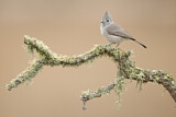 Image. Oak Titmouse