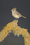 Image. Oak Titmouse