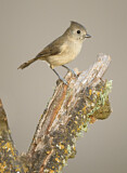 Image. Oak Titmouse
