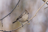 Image. Oak Titmouse