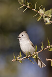 Image. Oak Titmouse