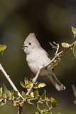 Image. Oak Titmouse