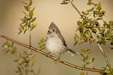 Image. Oak Titmouse