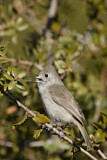 Image. Oak Titmouse