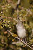 Image. Oak Titmouse