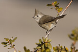 Image. Oak Titmouse