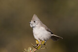 Image. Oak Titmouse