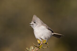 Image. Oak Titmouse