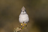 Image. Oak Titmouse