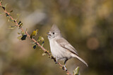 Image. Oak Titmouse