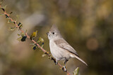 Image. Oak Titmouse