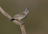 Image. Oak Titmouse