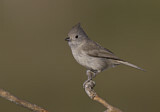 Image. Oak Titmouse