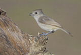 Image. Oak Titmouse