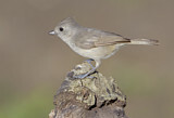 Image. Oak Titmouse