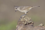 Image. Oak Titmouse