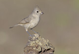 Image. Oak Titmouse