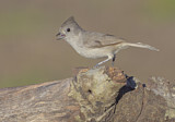 Image. Oak Titmouse