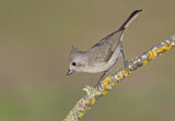 Image. Oak Titmouse