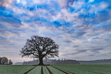 Image. Oak in farmland 