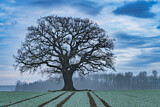 Image. Oak in farmland 