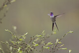 Image. Oasis Hummingbird